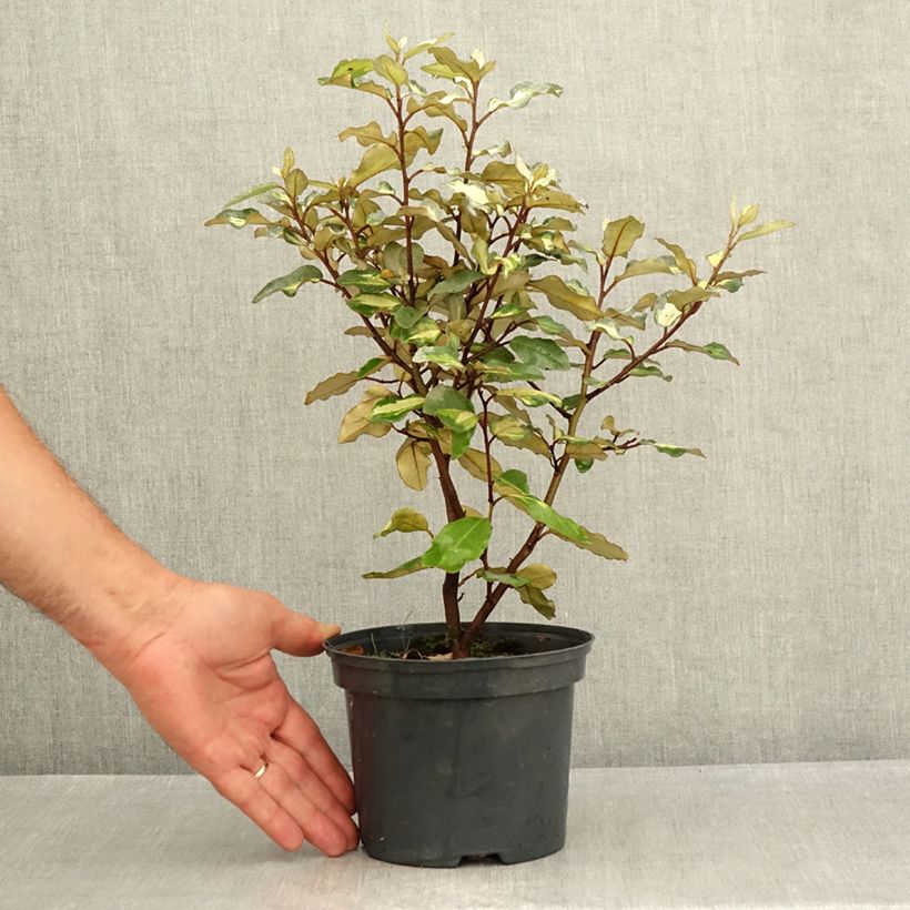 Esemplare di Elaeagnus ebbingei Limelight - Eleagno Vaso da 2L/3L consegnato in estate
