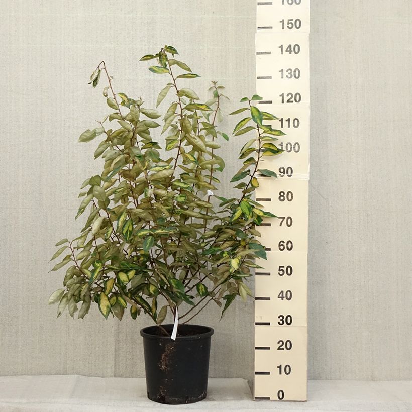 Esemplare di Elaeagnus ebbingei Limelight - Eleagno Vaso da 7,5L/10L come consegnato in autunno