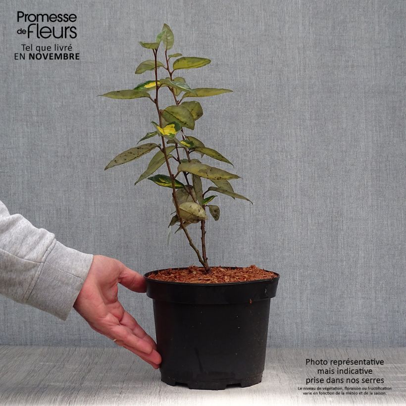 Esemplare di Elaeagnus ebbingei Limelight - Eleagno Vaso da 2L/3L come consegnato in autunno
