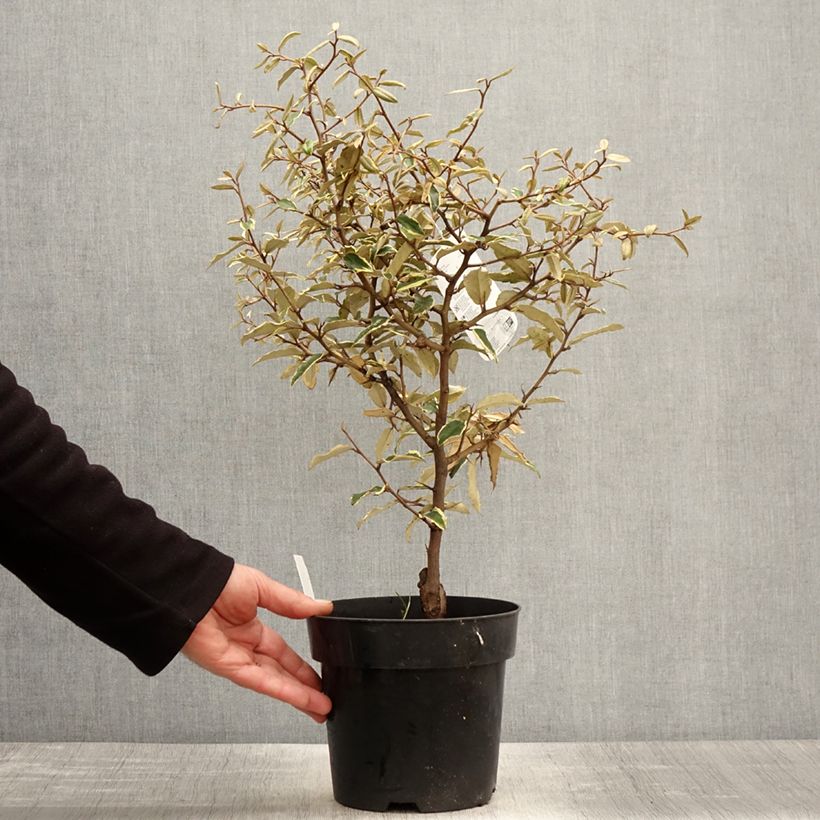Elaeagnus pungens Hosuba Fukurin - Olivagno pungente Vaso da 3L/4L esemplare consegnato in primavera