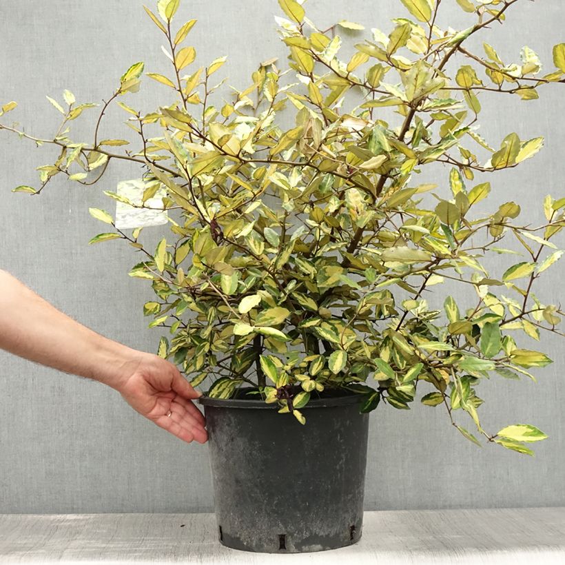 Esemplare di Elaeagnus pungens Maculata - Olivagno pungente Vaso da 7,5L/10L consegnato in estate