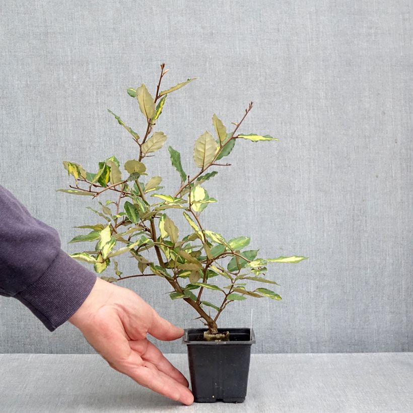 Esemplare di Elaeagnus pungens Maculata - Olivagno pungente Vasetto da 8/9 cm come consegnato in autunno