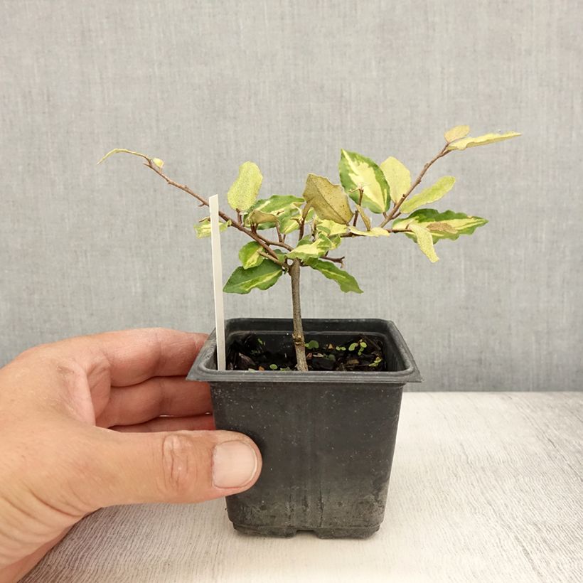Esemplare di Elaeagnus pungens Maculata - Olivagno pungente Vasetto da 8/9 cm consegnato in estate