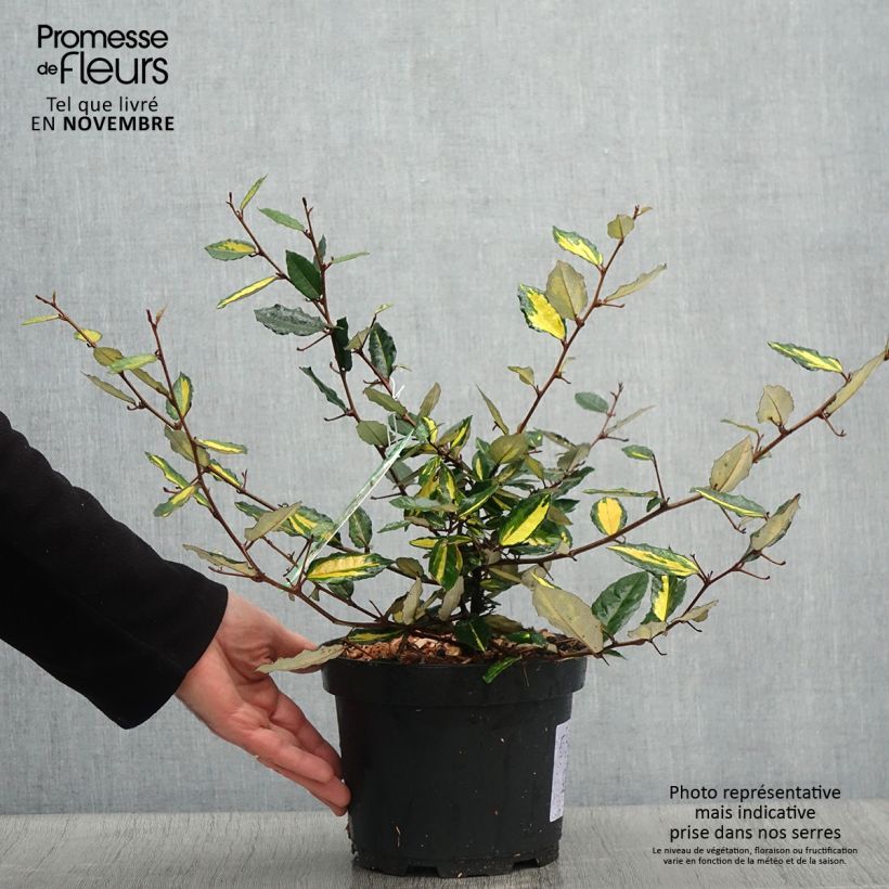 Esemplare di Elaeagnus pungens Maculata - Olivagno pungente Vaso da 2L/3L come consegnato in autunno