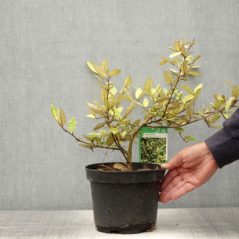 Esemplare di Elaeagnus pungens Maculata - Olivagno pungente Vaso da 2L/3L consegnato in estate