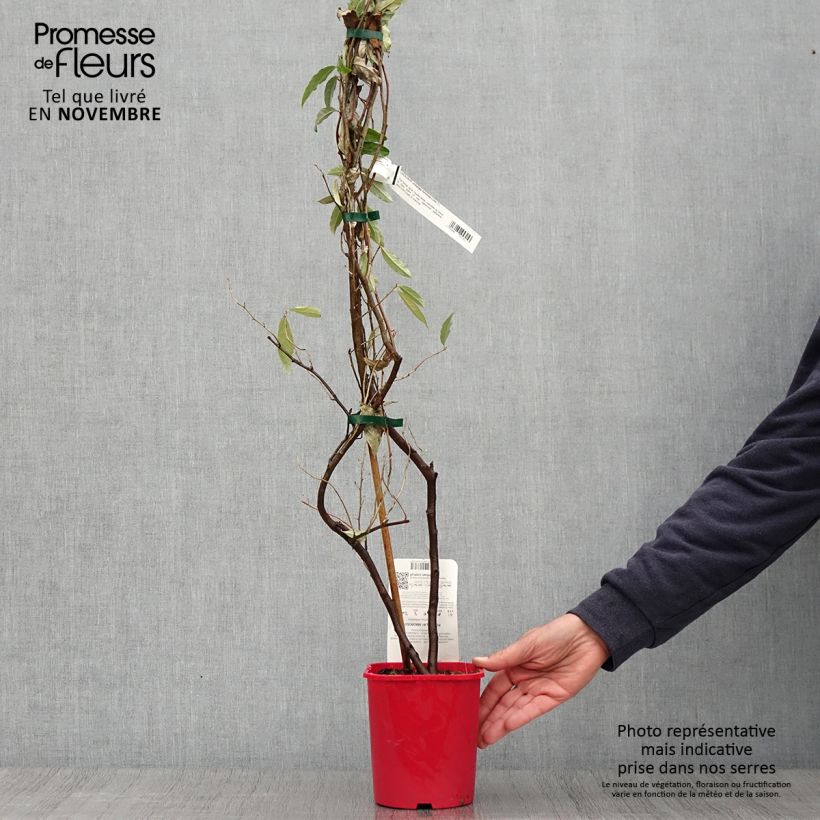 Esemplare di Elaeagnus umbellata Pointilla Amoroso - Eleagno ombrelliforme Vaso da 2L/3L come consegnato in autunno