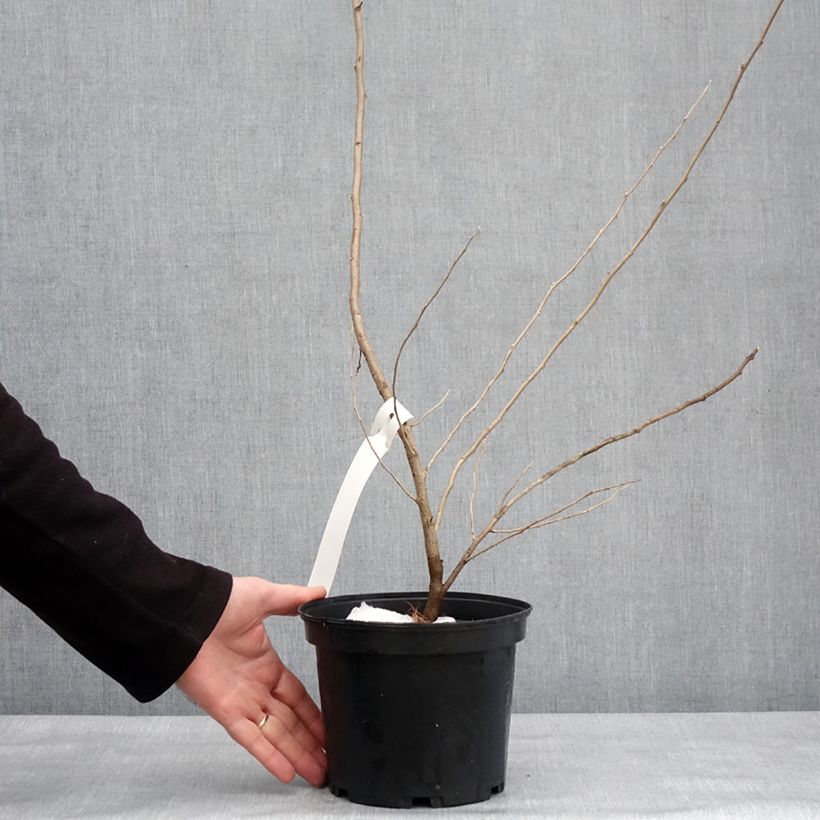 Elaeagnus umbellata Pointilla Amoroso - Eleagno ombrelliforme Vaso da 2L/3L esemplare consegnato in inverno