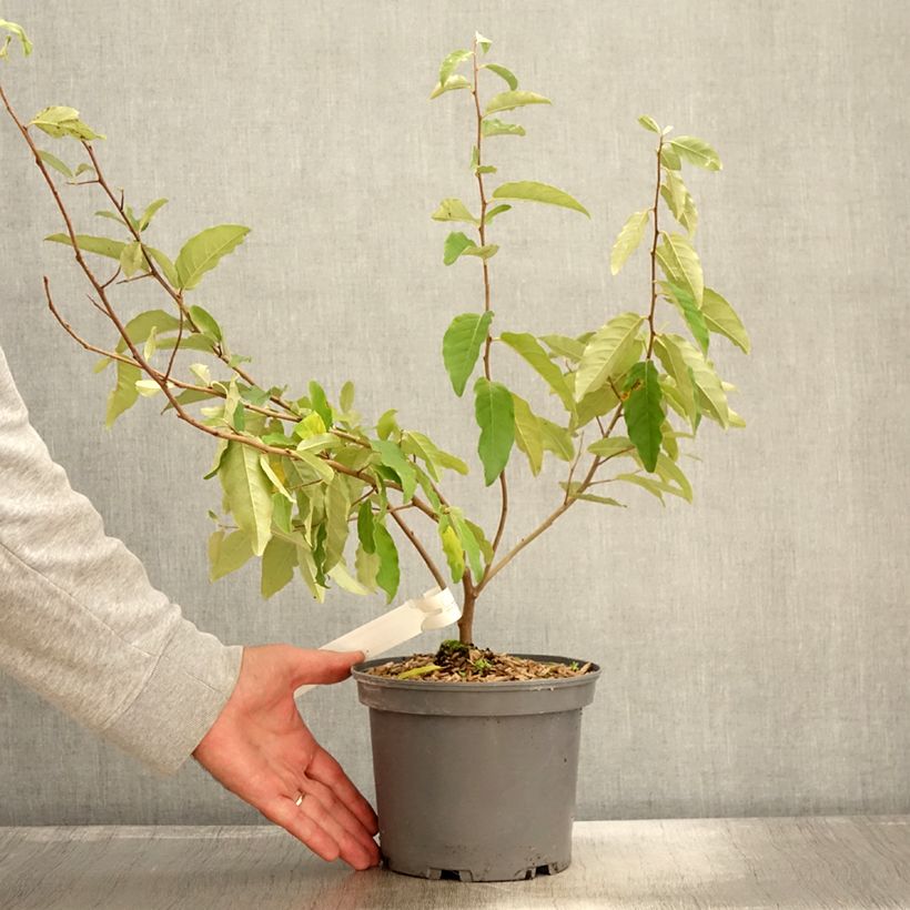 Esemplare di Elaeagnus umbellata Fortunella - Eleagno ombrelliforme Vaso da 2L/3L come consegnato in autunno