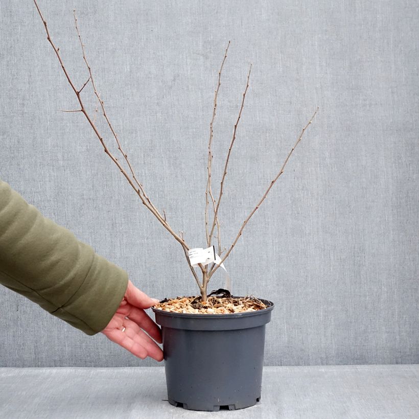 Elaeagnus umbellata Fortunella - Eleagno ombrelliforme Vaso da 2L/3L esemplare consegnato in inverno
