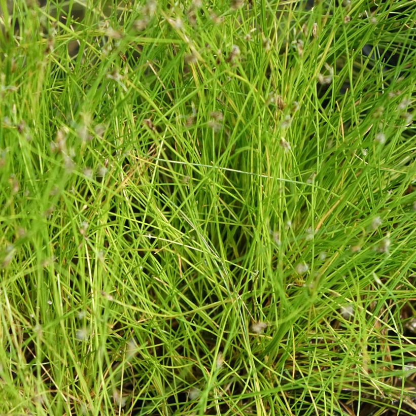 Eleocharis acicularis - Giunchina aghiforme (Fogliame)