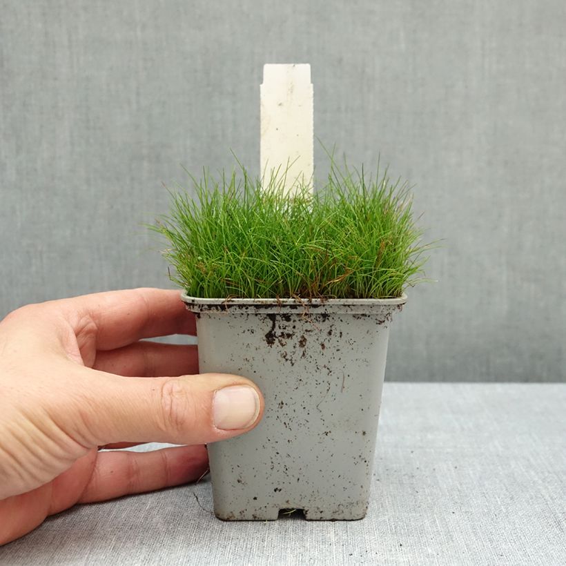 Esemplare di Eleocharis acicularis - Giunchina aghiforme Vasetto da 8/9 cm come consegnato in autunno