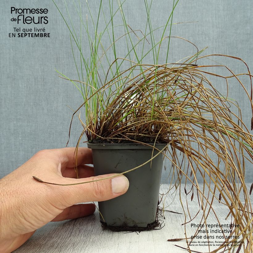 Esemplare di Eleocharis palustris - Giunchina comune Vasetto da 8/9 cm come consegnato in autunno