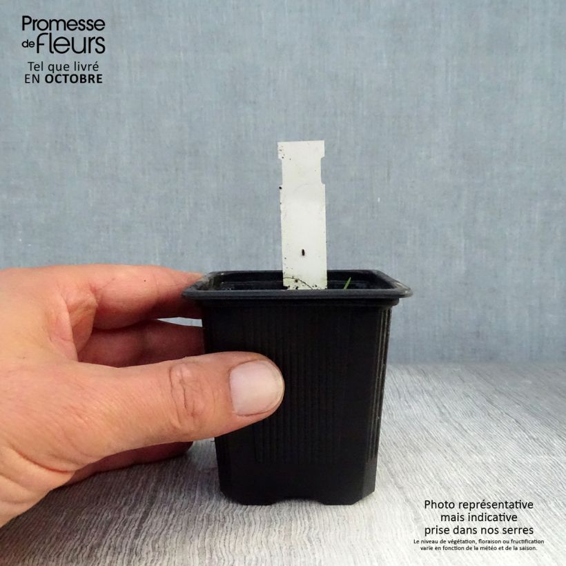 Esemplare di Ellisiophyllum pinnatum Vasetto da 8/9 cm come consegnato in autunno