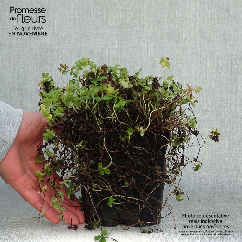 Esemplare di Ellisiophyllum pinnatum Vaso da 2L/3L come consegnato in autunno