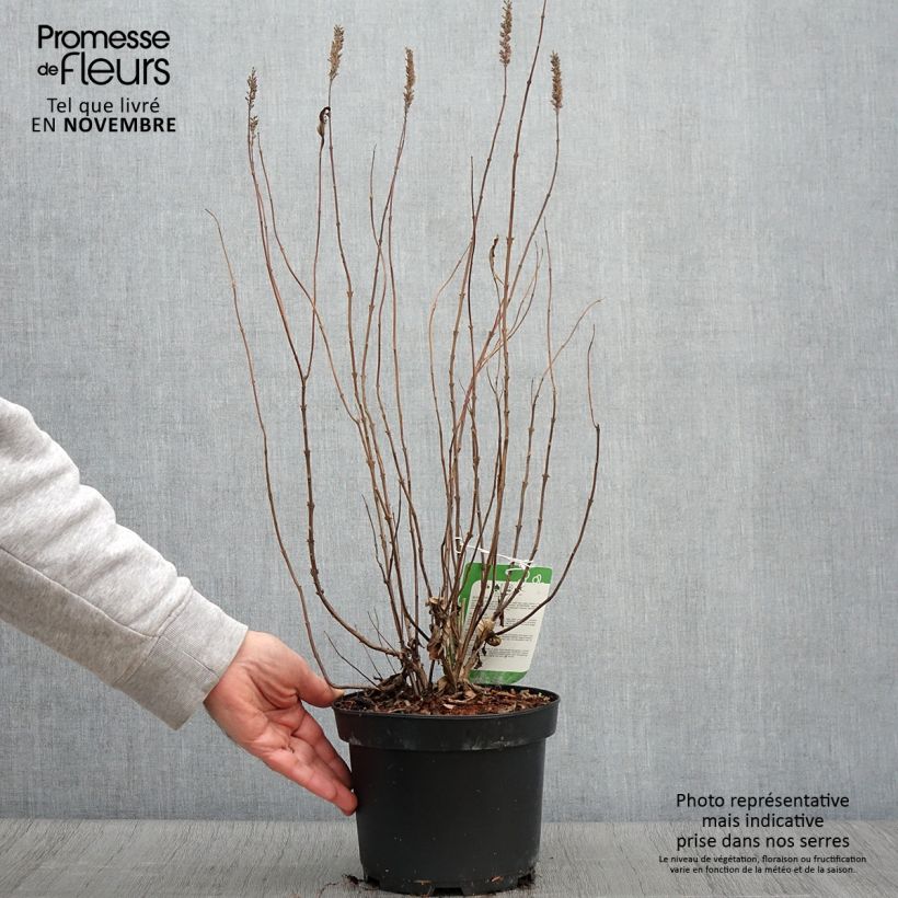 Esemplare di Elsholtzia stauntonii - Menta arbustiva Vaso da 2L/3L come consegnato in autunno