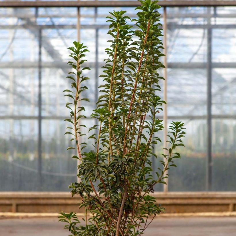 Enkianthus campanulatus Pagode (Fogliame)