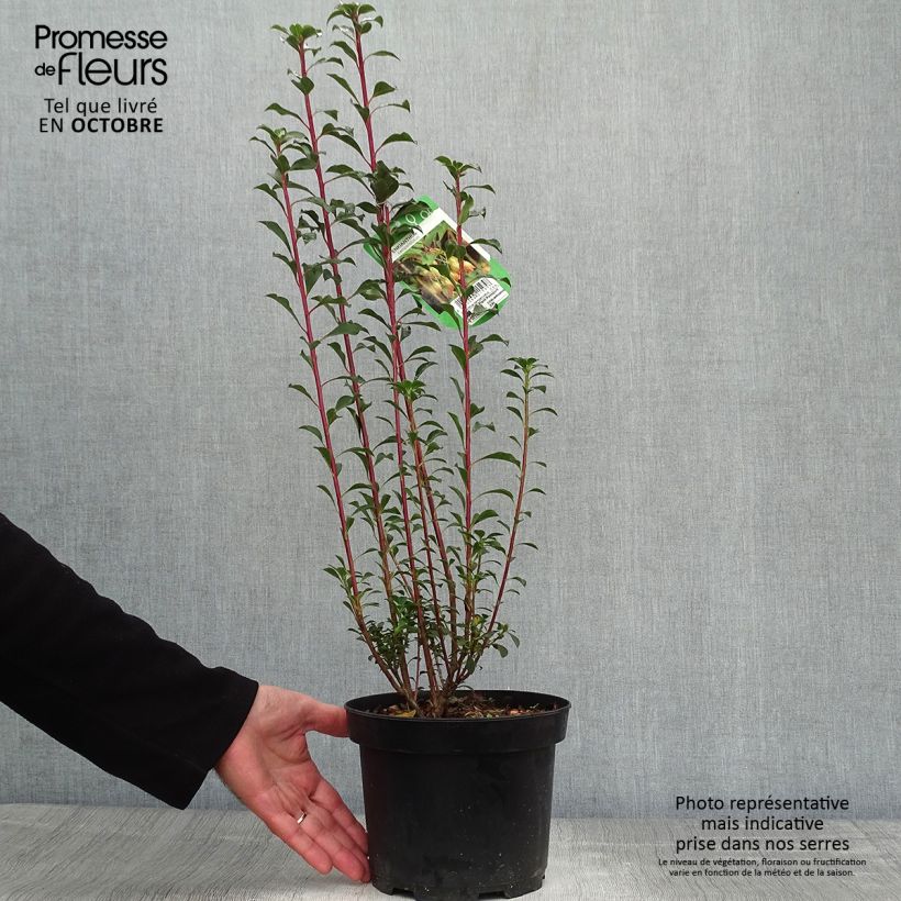 Esemplare di Enkianthus campanulatus Vaso da 2L/3L come consegnato in autunno
