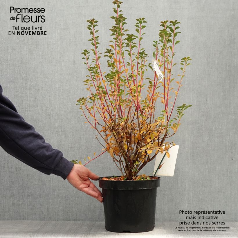 Esemplare di Enkianthus campanulatus Vaso da 7,5L/10L come consegnato in autunno