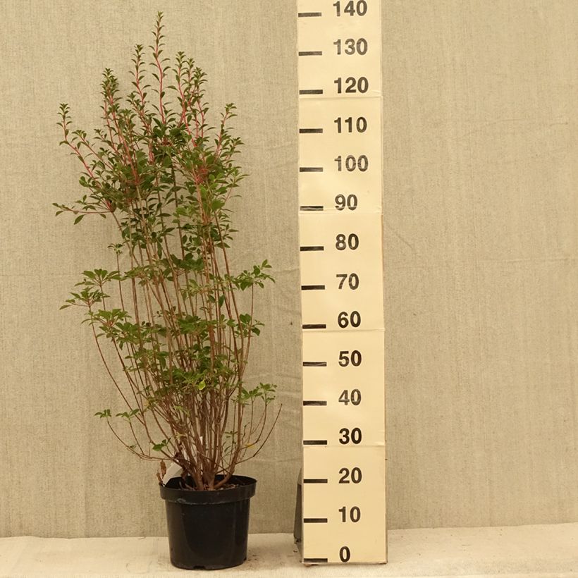 Esemplare di Enkianthus campanulatus Vaso da 6L/7L consegnato in estate