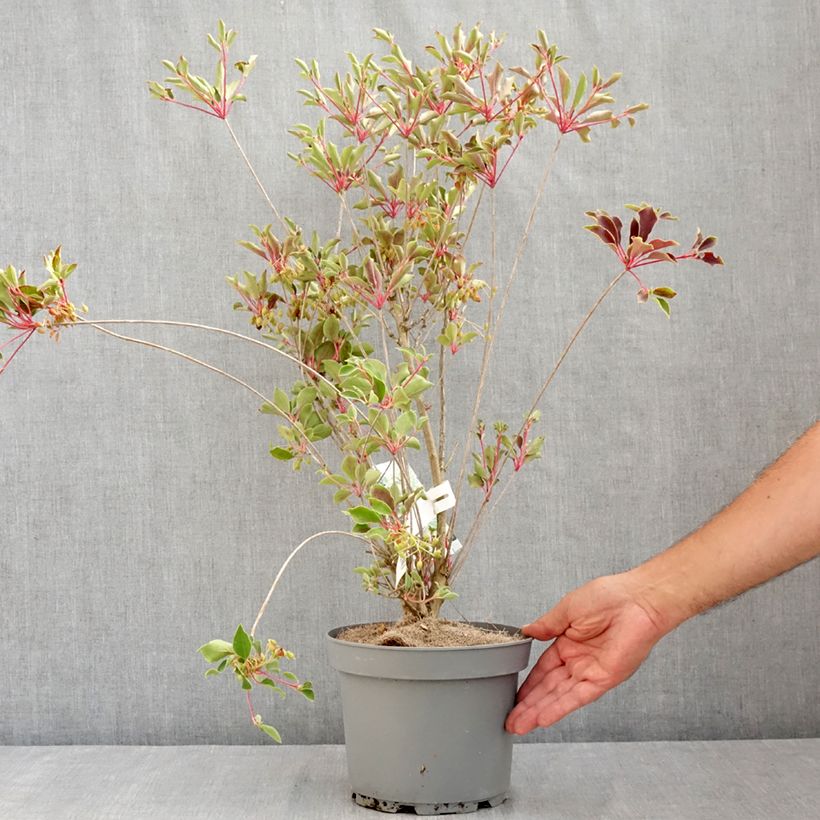 Esemplare di Enkianthus campanulatus Prettycoat Vaso da 2L/3L consegnato in estate