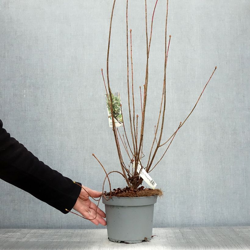 Esemplare di Enkianthus campanulatus Prettycoat Vaso da 2L/3L come consegnato in autunno