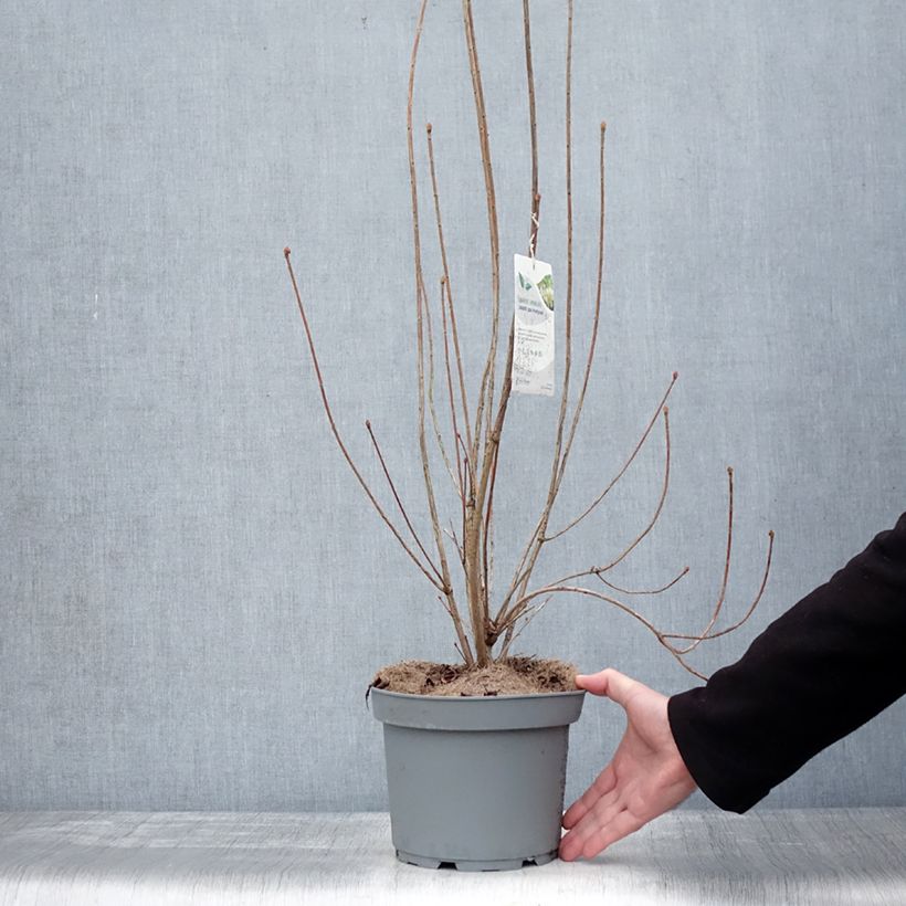 Enkianthus campanulatus Prettycoat Vaso da 2L/3L esemplare consegnato in inverno