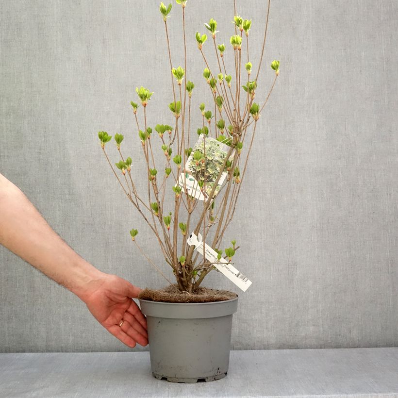 Enkianthus campanulatus Prettycoat Vaso da 2L/3L esemplare consegnato in primavera