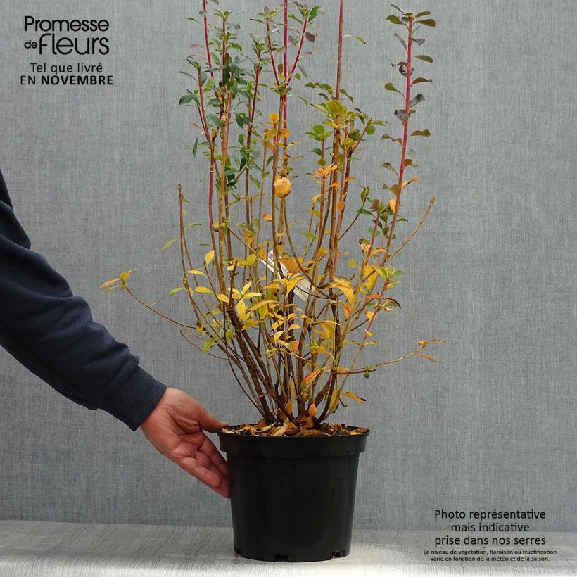 Esemplare di Enkianthus campanulatus Red Bells Vaso da 2L/3L come consegnato in autunno