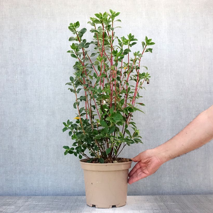 Esemplare di Enkianthus campanulatus Red Bells Vaso da 2L/3L consegnato in estate