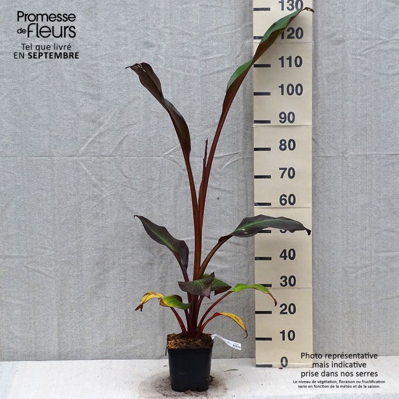 Esemplare di Ensete ventricosum Maurelii - Falso banano rosso Vaso da 2L/3L come consegnato in autunno