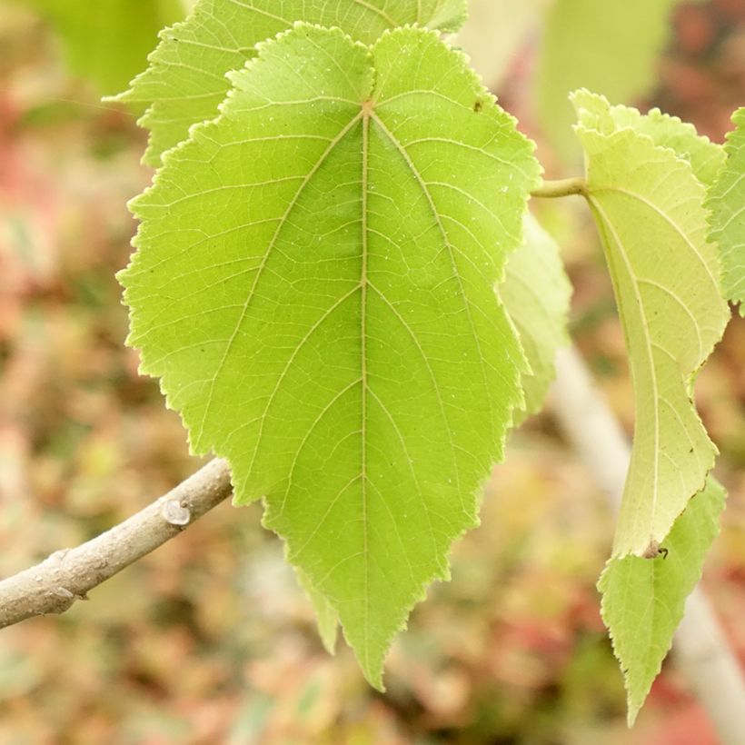 Entelea arborescens (Fogliame)