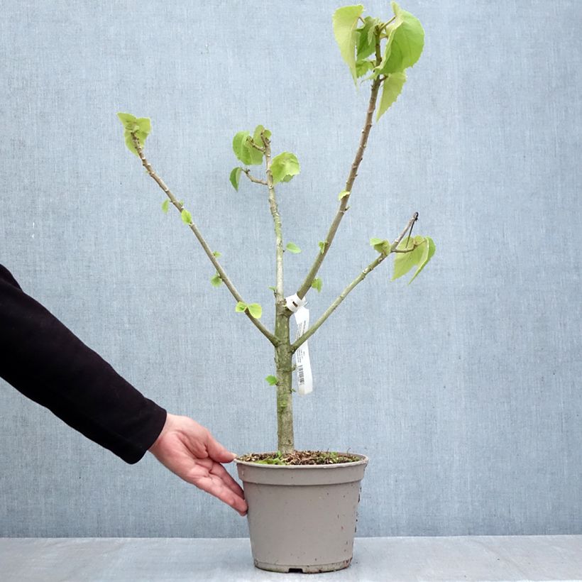 Esemplare di Entelea arborescens Vaso da 4L/5L come consegnato in autunno