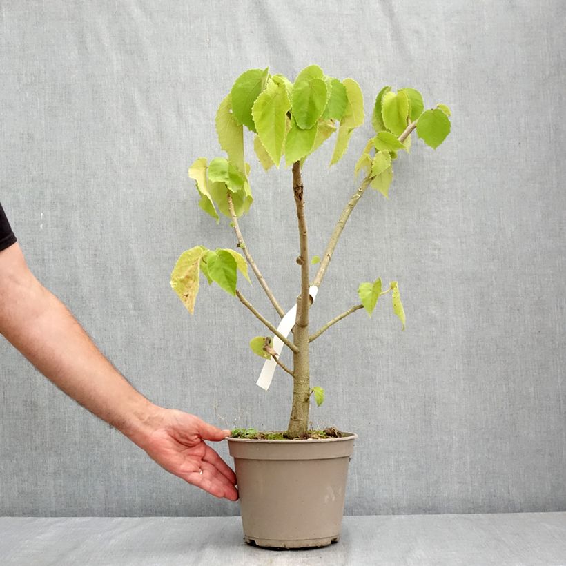 Esemplare di Entelea arborescens Vaso da 4L/5L consegnato in estate