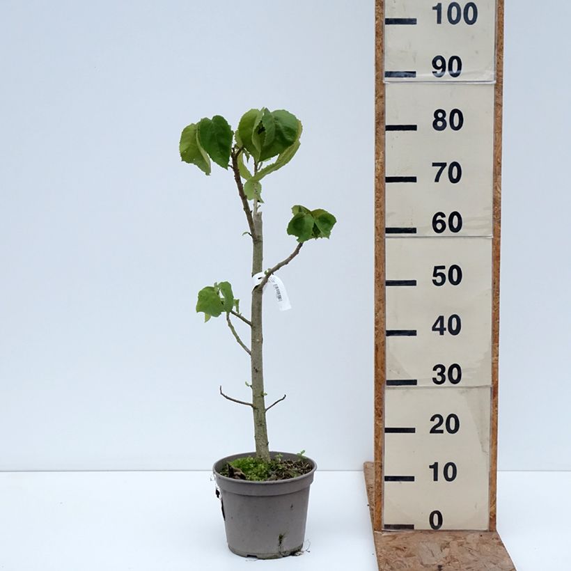 Entelea arborescens Vaso da 4L/5L esemplare consegnato in inverno