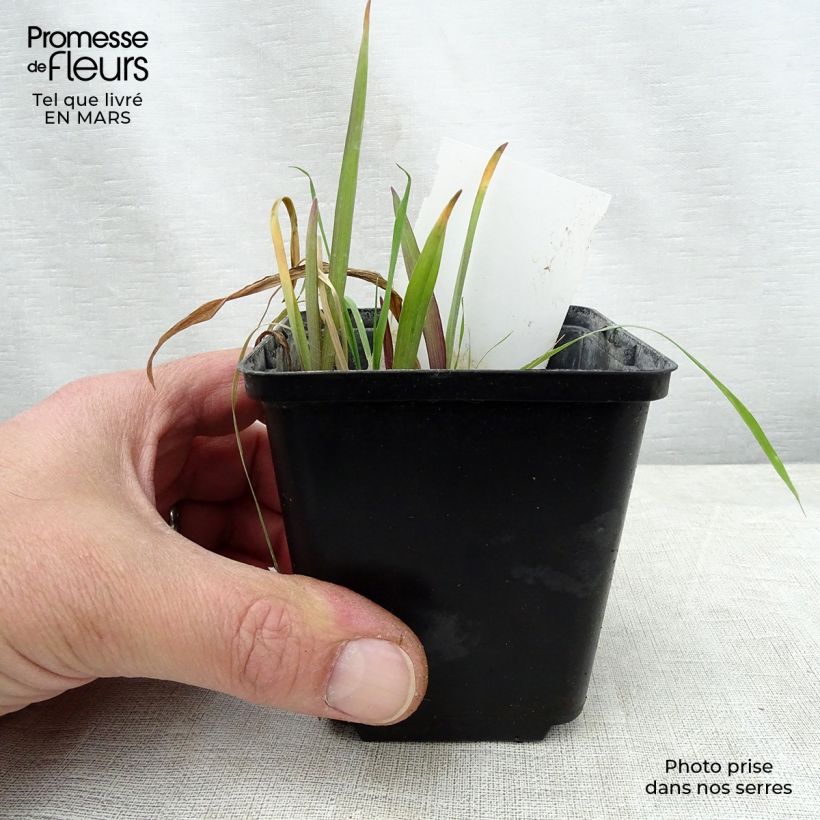 Tradescantia andersoniana Angelic Charm Vasetto da 8/9 cm esemplare consegnato in primavera