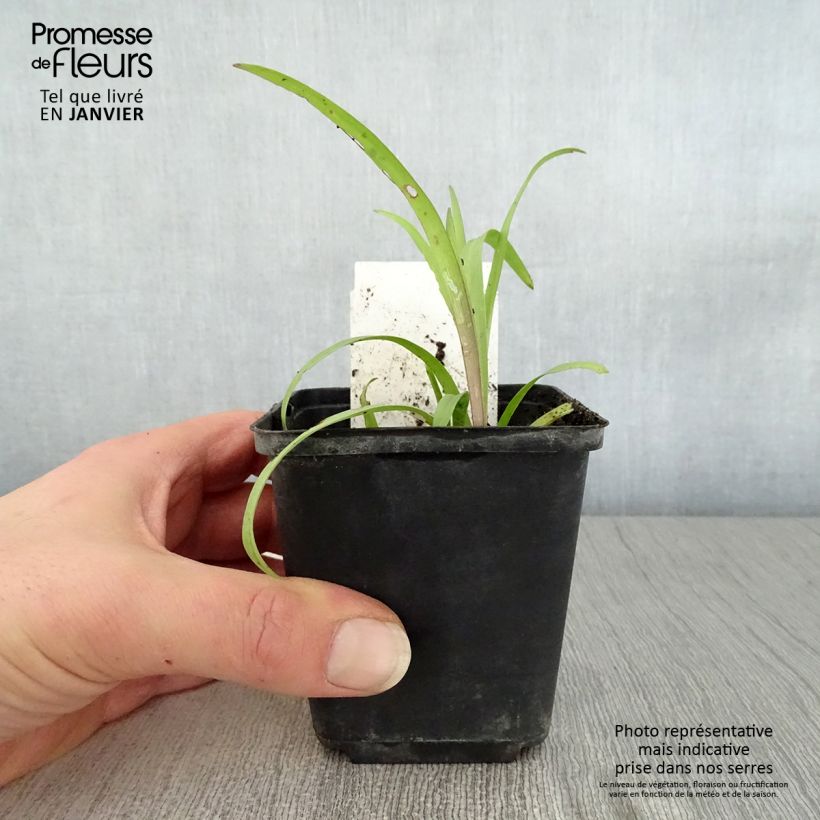 Tradescantia andersoniana Angelic Charm Vasetto da 8/9 cm esemplare consegnato in inverno