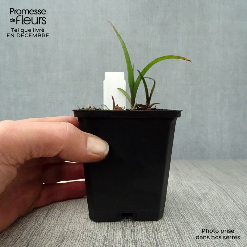 Tradescantia andersoniana Sweet Kate Vasetto da 8/9 cm esemplare consegnato in inverno