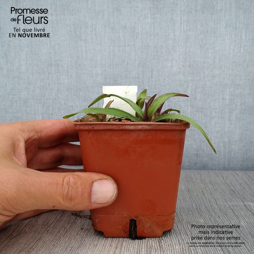 Esemplare di Tradescantia andersoniana Angelic Charm Vasetto da 8/9 cm come consegnato in autunno
