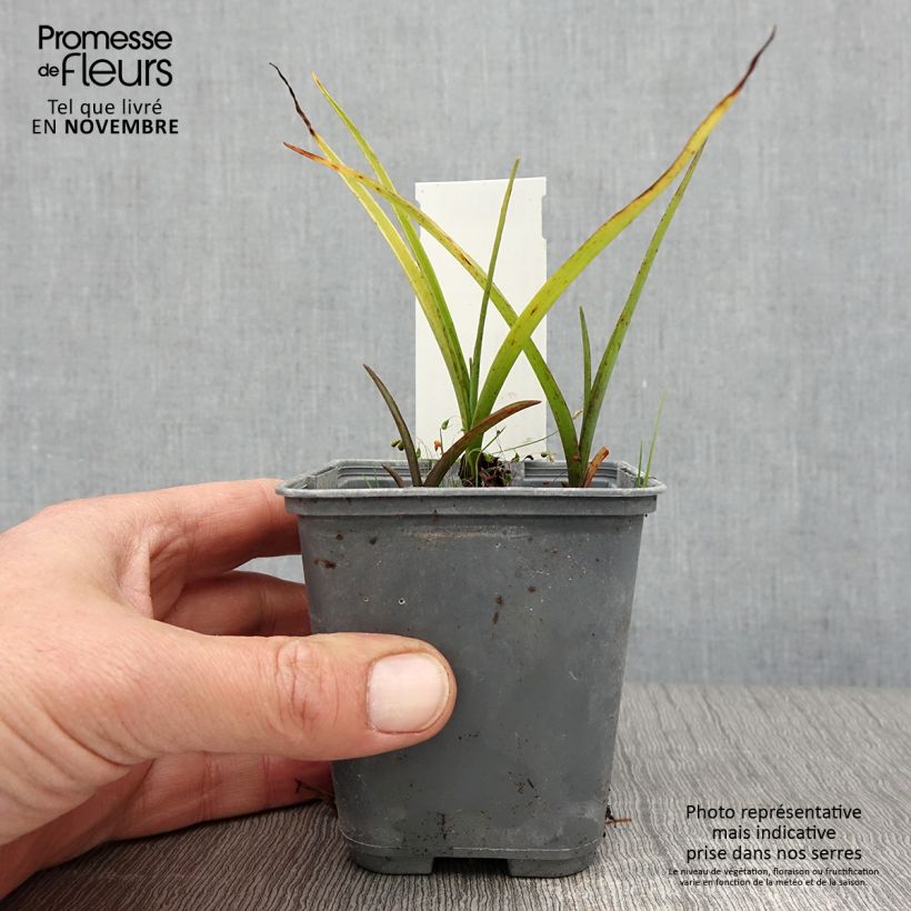 Esemplare di Tradescantia andersoniana Blue and Gold Vasetto da 8/9 cm come consegnato in autunno