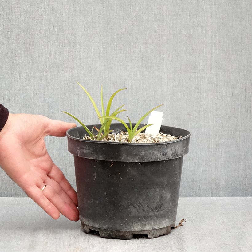 Esemplare di Tradescantia andersoniana Blue and Gold Vaso da 2L/3L come consegnato in autunno