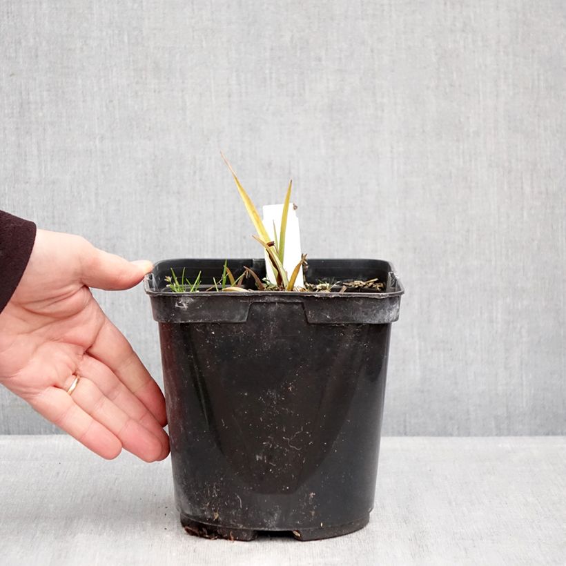 Tradescantia andersoniana Blue and Gold Vaso da 2L/3L esemplare consegnato in inverno