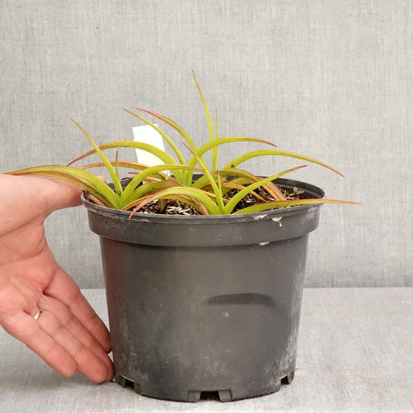 Tradescantia andersoniana Blue and Gold Vaso da 2L/3L esemplare consegnato in primavera