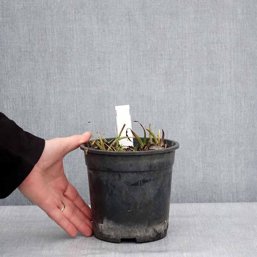 Tradescantia andersoniana Ocean Blue Vaso da 2L/3L esemplare consegnato in inverno