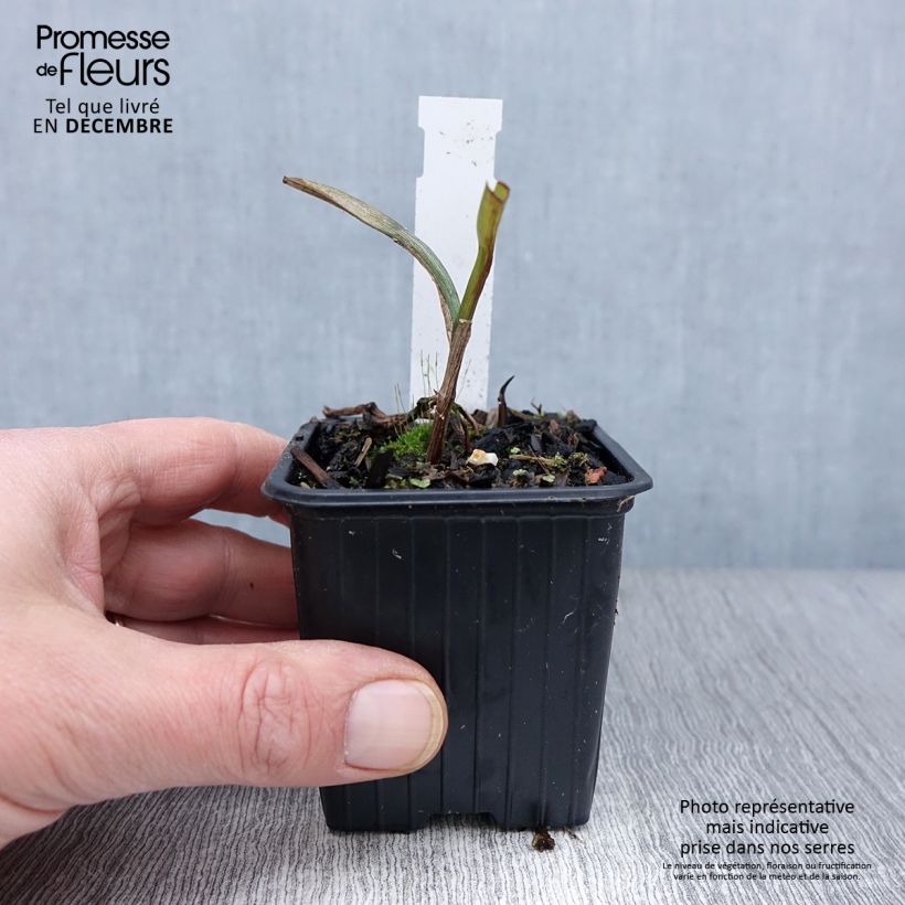 Esemplare di Tradescantia andersoniana Osprey Vasetto da 8/9 cm come consegnato in autunno