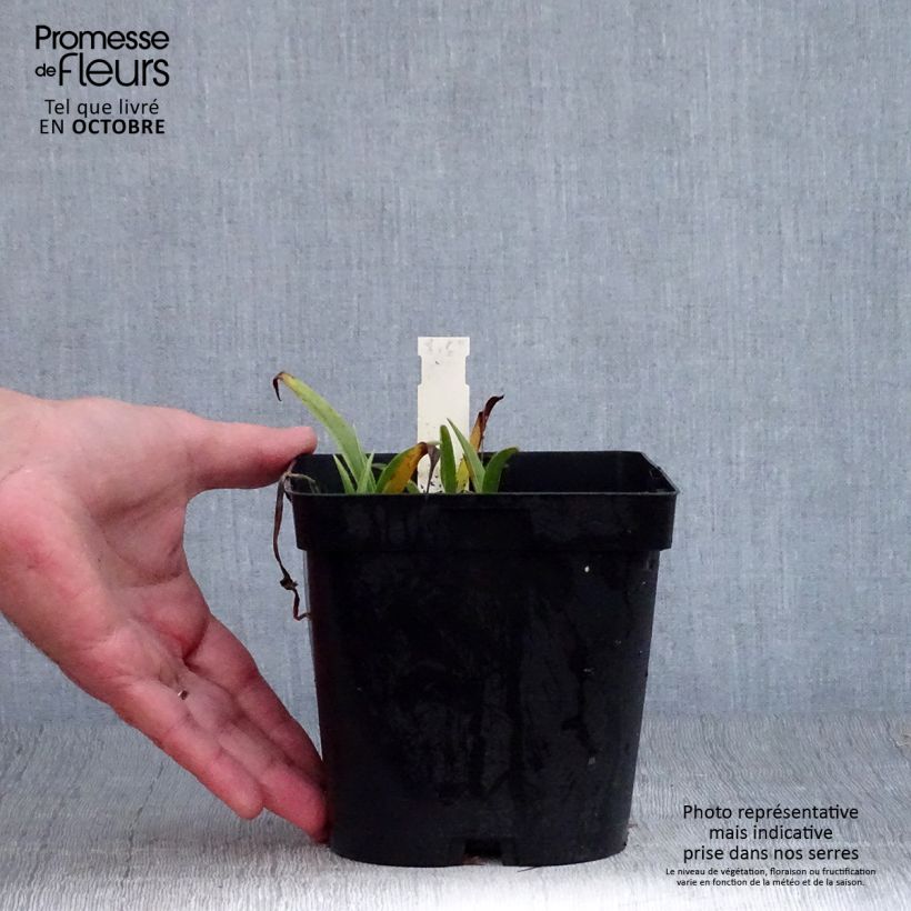Esemplare di Tradescantia andersoniana Osprey Vaso da 2L/3L come consegnato in autunno