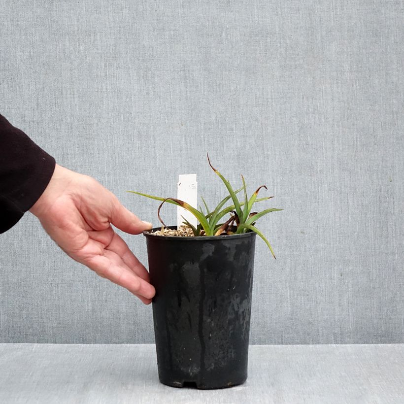 Esemplare di Tradescantia andersoniana Pink Chablis Vaso da 2L/3L come consegnato in autunno