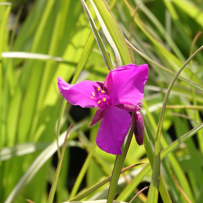Tradescantia andersoniana Red Grape (Fioritura)