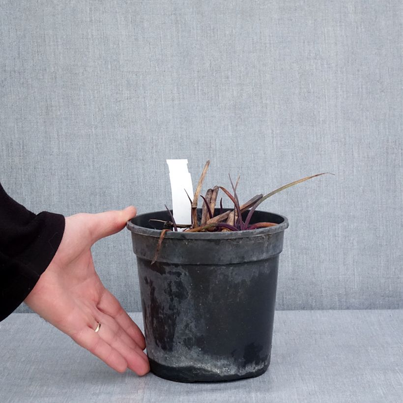 Tradescantia andersoniana Red Grape Vaso da 2L/3L esemplare consegnato in inverno