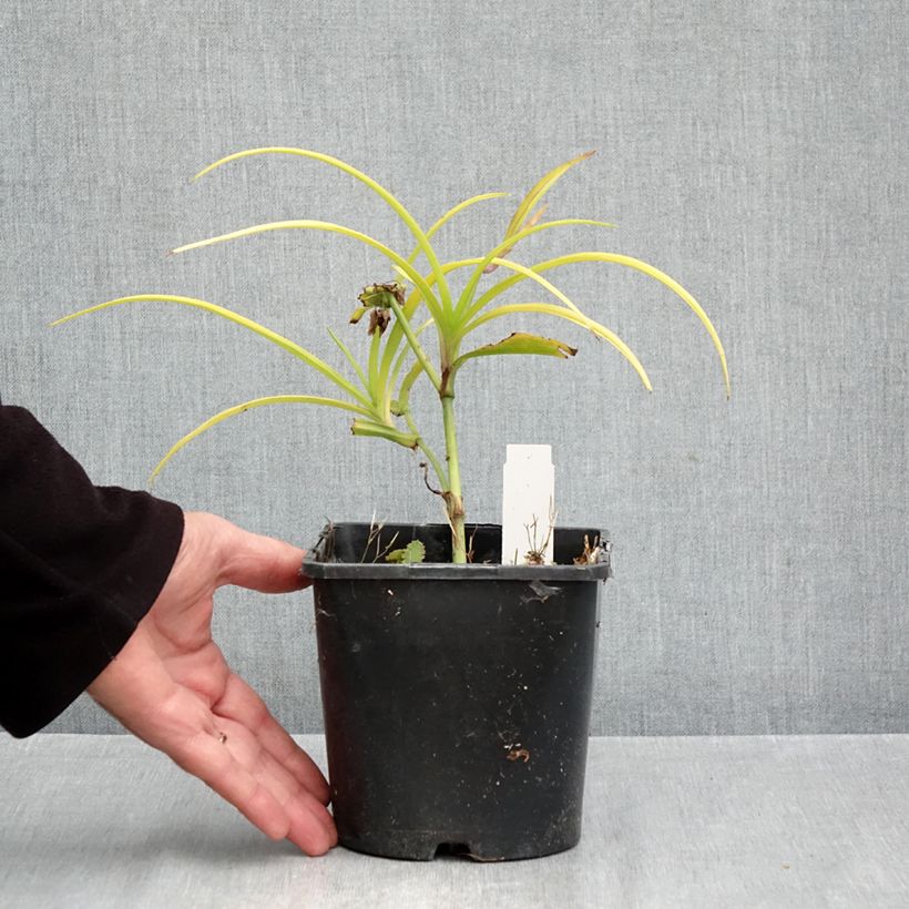 Esemplare di Tradescantia andersoniana Sweet Kate Vaso da 2L/3L come consegnato in autunno