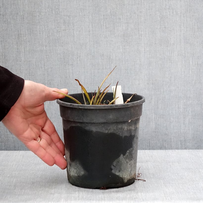 Tradescantia andersoniana Sweet Kate Vaso da 2L/3L esemplare consegnato in inverno